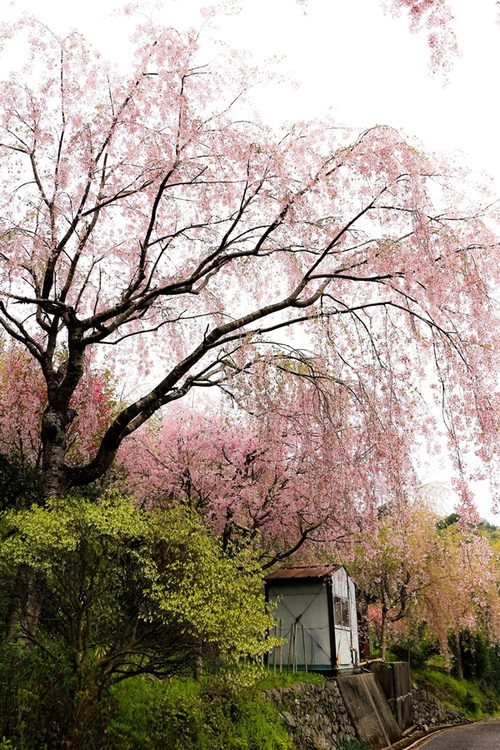 徳島　桜百景